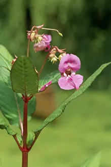 Policeman: Himalayan BALSAM / Policeman's Helmet - in flower