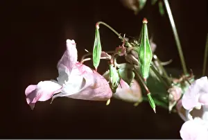 Introduced: Himalayan BALSAM / Policeman's Helmet - Flower, close-up