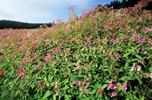Policeman: Himalayan BALSAM / Policeman's Helmet - growing in ditch