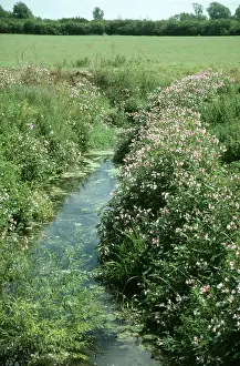 Invading: Himalayan BALSAM / Policeman's Helmet - invading stream