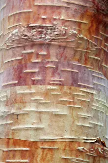 Betula: Himalayan birch, Betula utilis, Detail of bark on