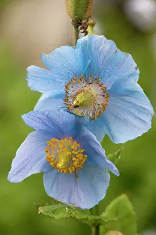 Grandis: A Himalayan blue poppy