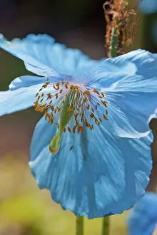 Grandis: Himalayan blue poppy