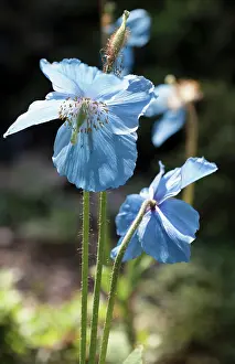 Grandis: Himalayan blue poppy