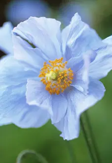 Meconopsis: Himalayan Blue Poppy