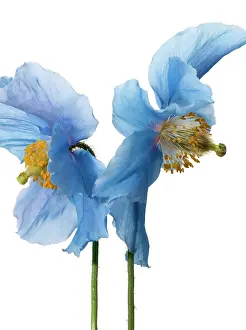 Meconopsis: Himalayan Blue Poppy