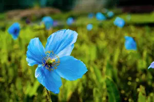 Pistil: Himalayan blue poppy