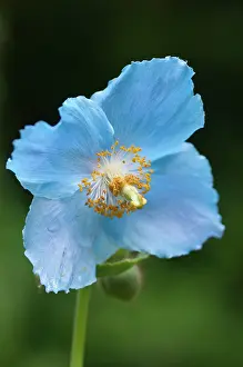 Meconopsis: Himalayan Blue Poppy