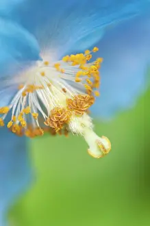 Erotic: Himalayan Blue Poppy