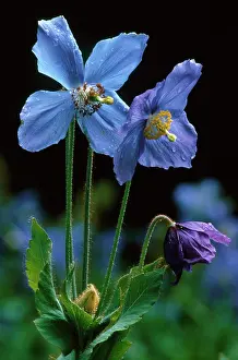 Grandis: Himalayan Blue Poppy