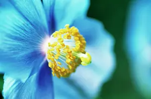 Grandis: Himalayan Blue Poppy