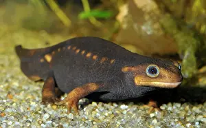 Verrucosus: Himalayan Crocodile Newt