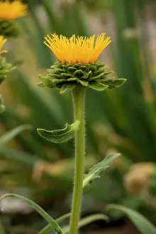 Elecampane: Himalayan Elecampane