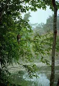 Robert Mcdougal: Himalayan Grey-headed Fish Eagle - perched on tree