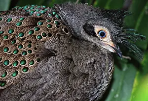 Polyplectron: Himalayan Grey Peacock Pheasant