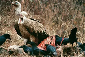Stealing: Himalayan Griffon Vulture - On carcass of Hangul