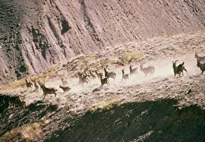 Sibirica: Himalayan Ibex - Mixed group