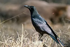 Intermedius: Himalayan Jungle Crow