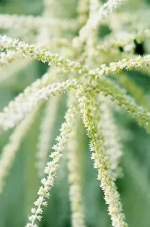Knotweed: Himalayan Knotweed, Persicaria wallichii, Close