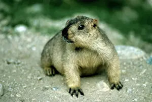 Ladakh: Himalayan Marmot - Ladakh India