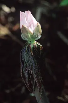 Opening: HIMALAYAN MAY APPLE-BUD - opening