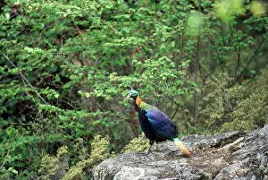 Monal: Himalayan Monal Pheasant - male