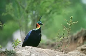 Monal: Himalayan Monal Pheasant - Male