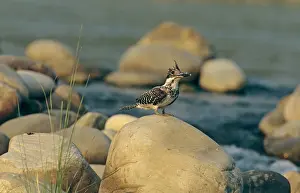 Ceryle: Himalayan Pied Kingfisher