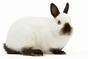 Jean-michel Labat: Himalayan / Russian Rabbit