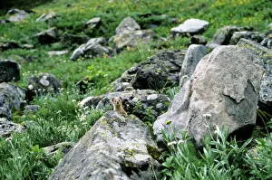 Weasels: Himalayan / Siberian Weasel