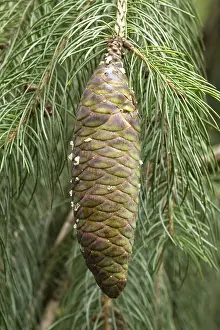 110219: Himalayan spruce (Picea smithiana)
