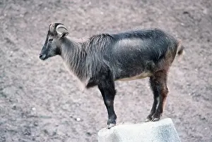 Tahr: HIMALAYAN TAHR