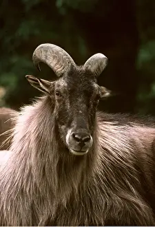 Himalayan: HIMALAYAN TAHR - close-up