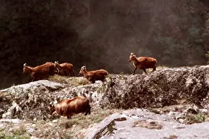 Himalayan: HIMALAYAN TAHR - group