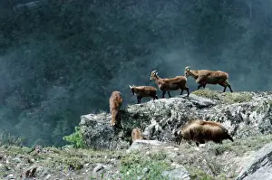 Tahr: Himalayan Tahr - group on mountain slopeS