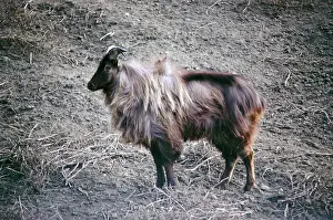Tahr: Himalayan TAHR - Male
