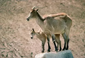 Tahr: Himalayan Tahr - with young