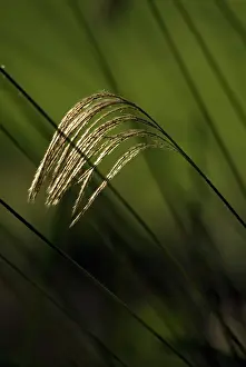 Miscanthus: Himalayanfairygrass