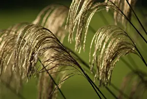 Silky: Himalayanfairygrass