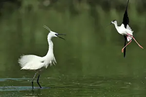 Garzetta: Himantopus himantopus Egretta garzetta Himantopu