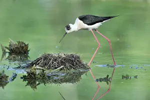 Ceylon: Himantopus himantopus Himantopus