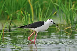 Ceylon: Himantopus himantopus Himantopus