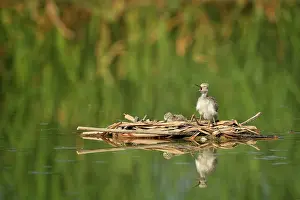 Shout: Himantopus himantopus Himantopus
