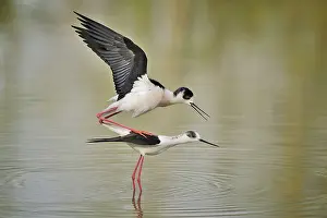 Ceylon: Himantopus himantopus Himantopus