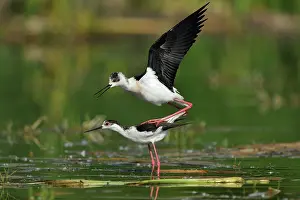 Ceylon: Himantopus himantopus Himantopus
