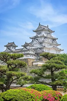 Pinus: Himeji's castle under azalea in full blum, Japan
