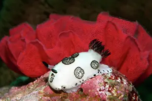 Moluccan: Hind gill snail, nudibranch (Jorunna funebris) in