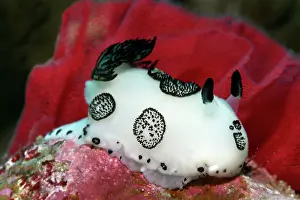 Moluccan: Hind gill snail, nudibranch (Jorunna funebris) in