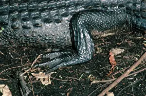 Mississippiensis: Hind leg of an alligator