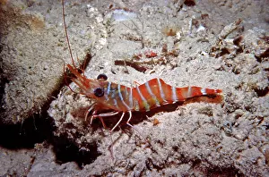 Hinge: Hinge-beaked Prawn - Found in coral rubble at night